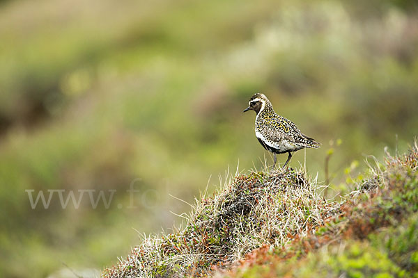 Goldregenpfeifer (Pluvialis apricaria)