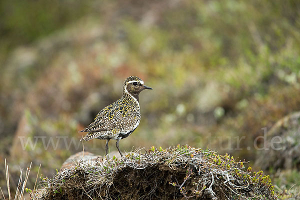 Goldregenpfeifer (Pluvialis apricaria)