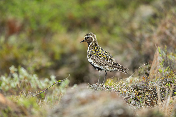 Goldregenpfeifer (Pluvialis apricaria)