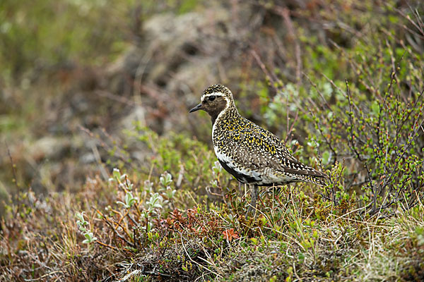 Goldregenpfeifer (Pluvialis apricaria)