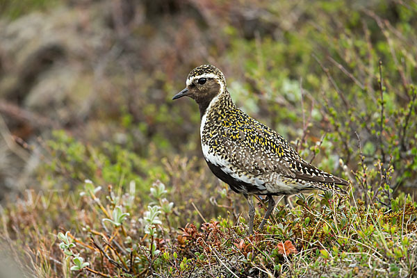 Goldregenpfeifer (Pluvialis apricaria)