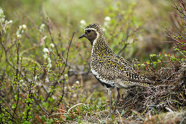 Goldregenpfeifer (Pluvialis apricaria)