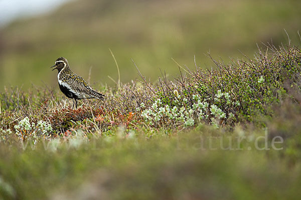 Goldregenpfeifer (Pluvialis apricaria)