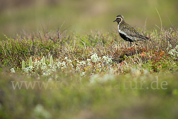 Goldregenpfeifer (Pluvialis apricaria)