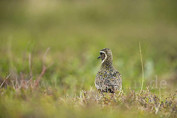 Goldregenpfeifer (Pluvialis apricaria)