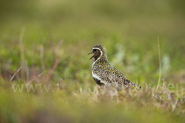 Goldregenpfeifer (Pluvialis apricaria)