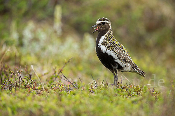 Goldregenpfeifer (Pluvialis apricaria)