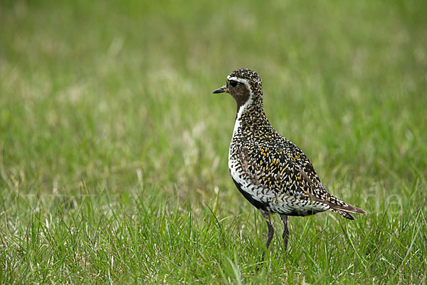 Goldregenpfeifer (Pluvialis apricaria)