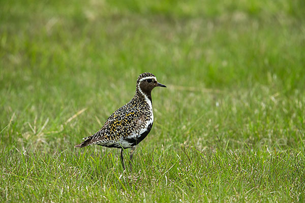 Goldregenpfeifer (Pluvialis apricaria)