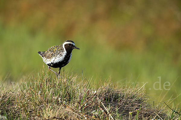 Goldregenpfeifer (Pluvialis apricaria)