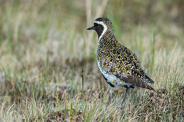 Goldregenpfeifer (Pluvialis apricaria)