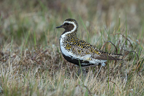 Goldregenpfeifer (Pluvialis apricaria)