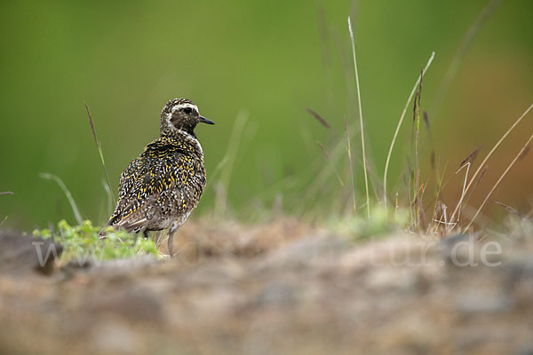 Goldregenpfeifer (Pluvialis apricaria)