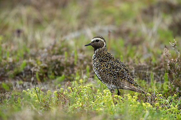 Goldregenpfeifer (Pluvialis apricaria)