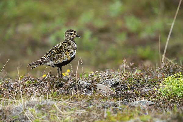 Goldregenpfeifer (Pluvialis apricaria)