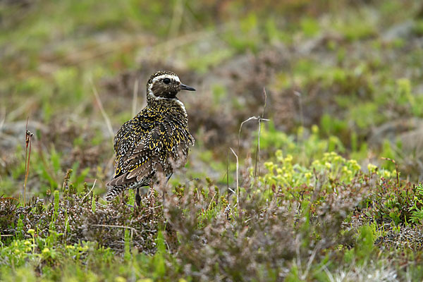 Goldregenpfeifer (Pluvialis apricaria)