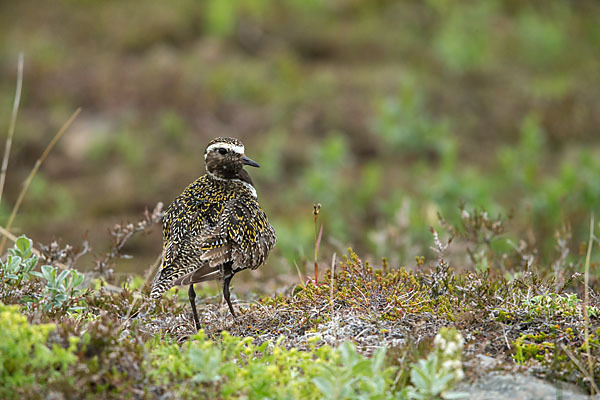 Goldregenpfeifer (Pluvialis apricaria)