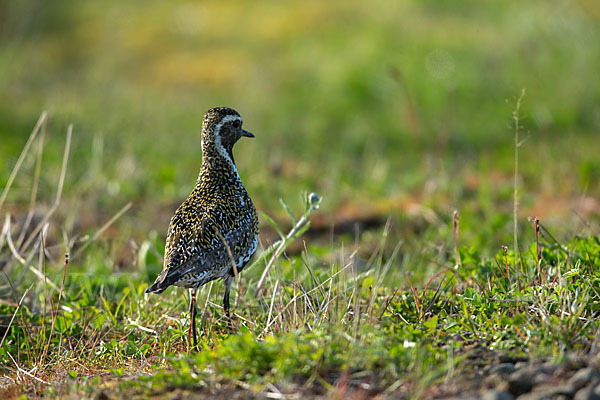 Goldregenpfeifer (Pluvialis apricaria)