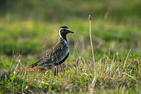 Goldregenpfeifer (Pluvialis apricaria)