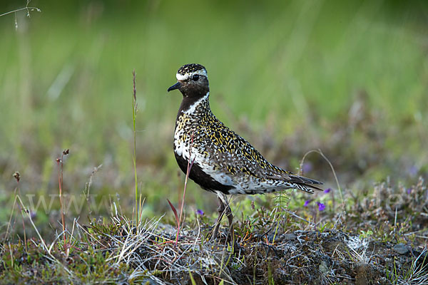 Goldregenpfeifer (Pluvialis apricaria)