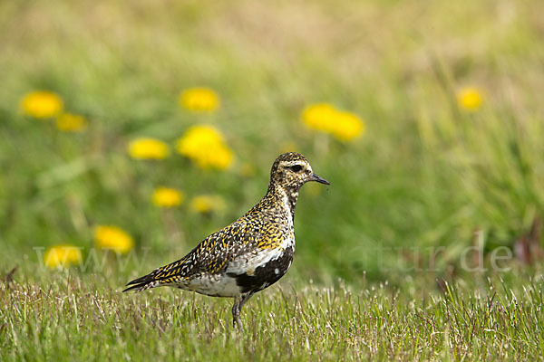 Goldregenpfeifer (Pluvialis apricaria)