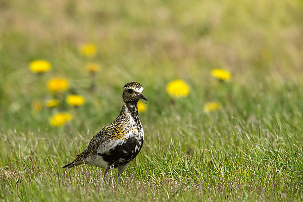 Goldregenpfeifer (Pluvialis apricaria)