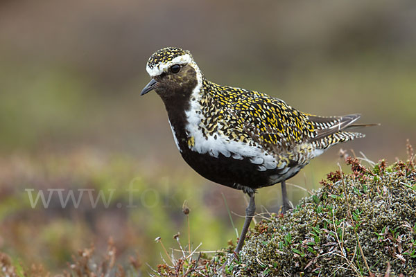 Goldregenpfeifer (Pluvialis apricaria)