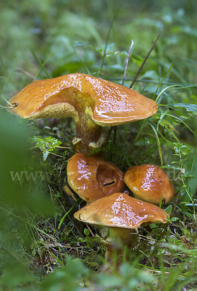 Goldröhrling (Suillus grevillei)