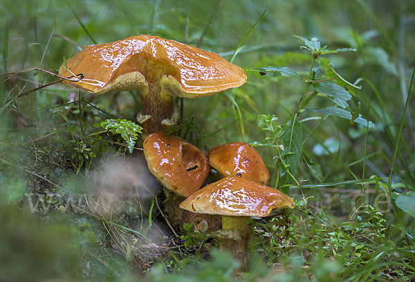 Goldröhrling (Suillus grevillei)