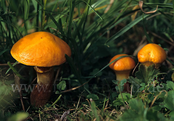 Goldröhrling (Suillus grevillei)