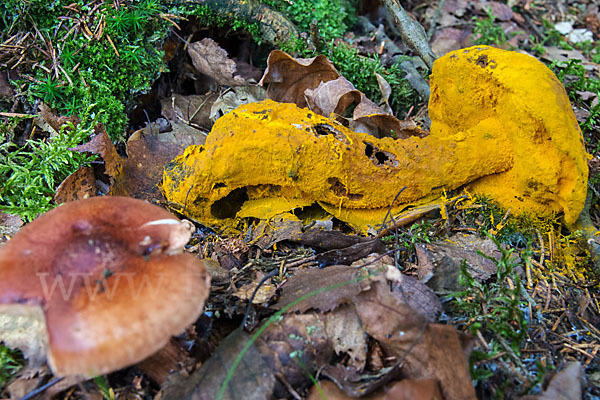 Goldschimmel (Hypomyces chrysospermus)