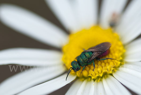 Goldwespe spec. (Hedychrum gerstaeckeri)