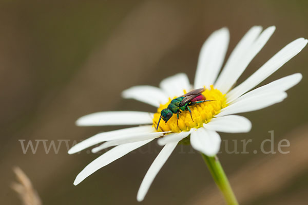 Goldwespe spec. (Hedychrum gerstaeckeri)