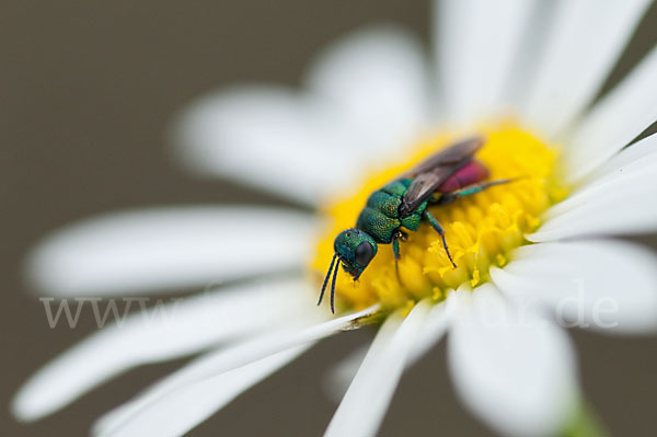 Goldwespe spec. (Hedychrum gerstaeckeri)