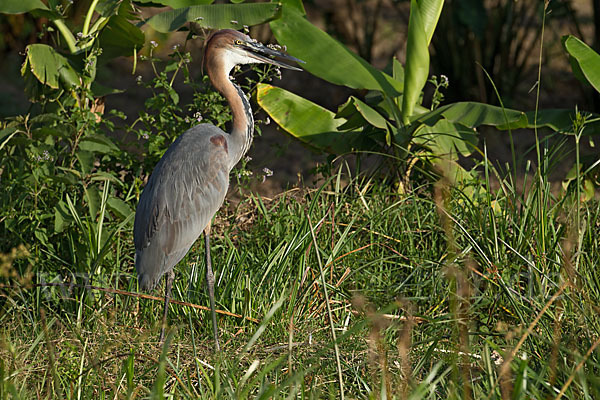 Goliathreiher (Ardea goliath)