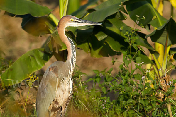 Goliathreiher (Ardea goliath)