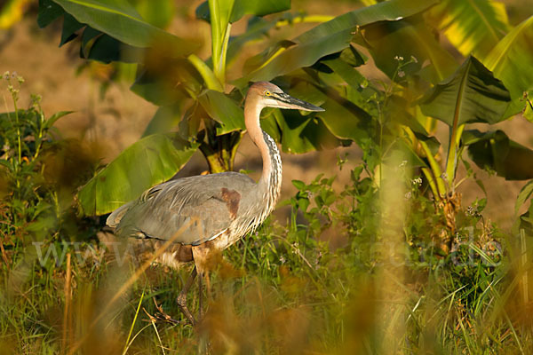 Goliathreiher (Ardea goliath)