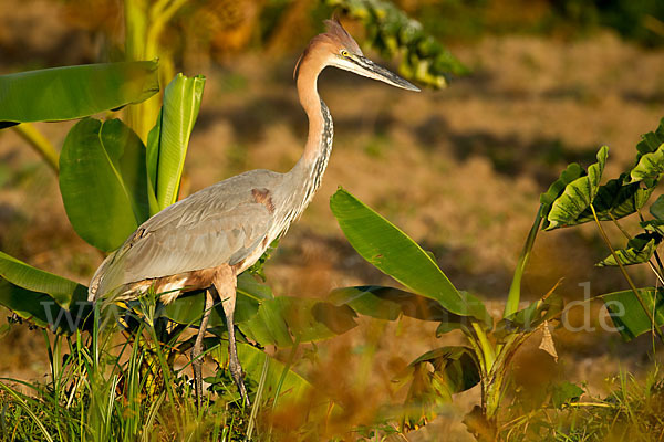 Goliathreiher (Ardea goliath)