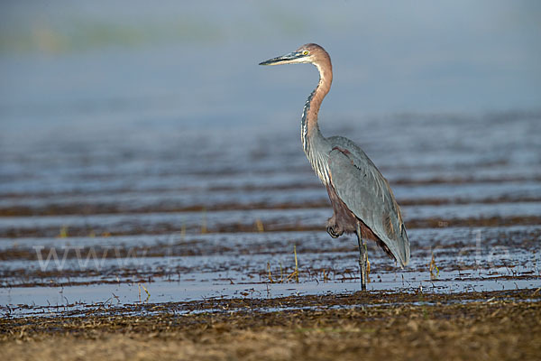 Goliathreiher (Ardea goliath)