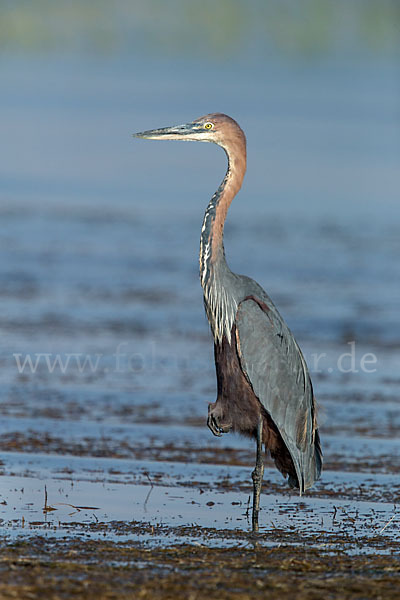 Goliathreiher (Ardea goliath)