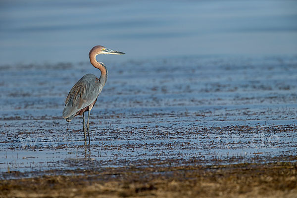 Goliathreiher (Ardea goliath)