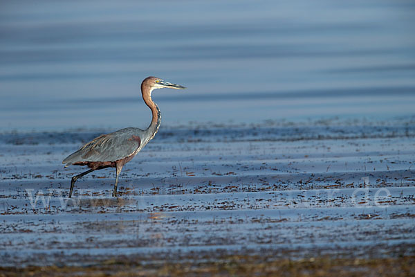 Goliathreiher (Ardea goliath)