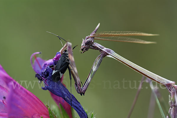 Gottesanbeterin spec. (Empusa pennata)