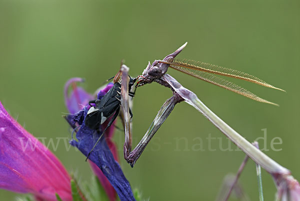 Gottesanbeterin spec. (Empusa pennata)