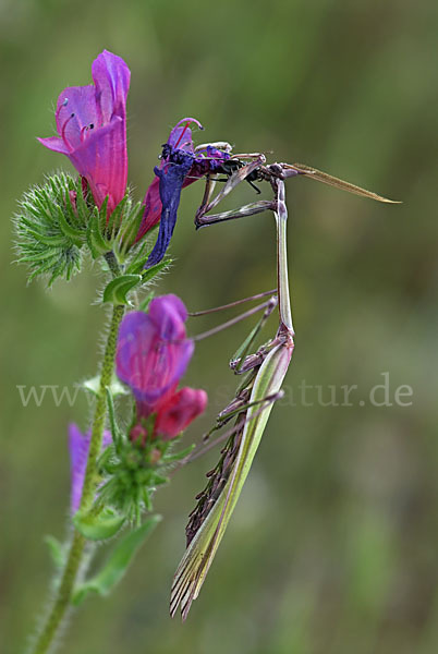 Gottesanbeterin spec. (Empusa pennata)