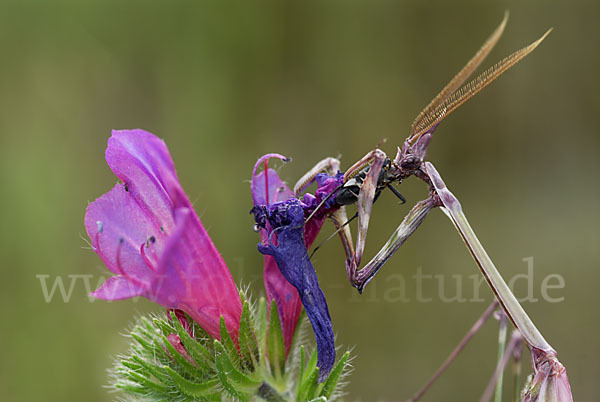 Gottesanbeterin spec. (Empusa pennata)