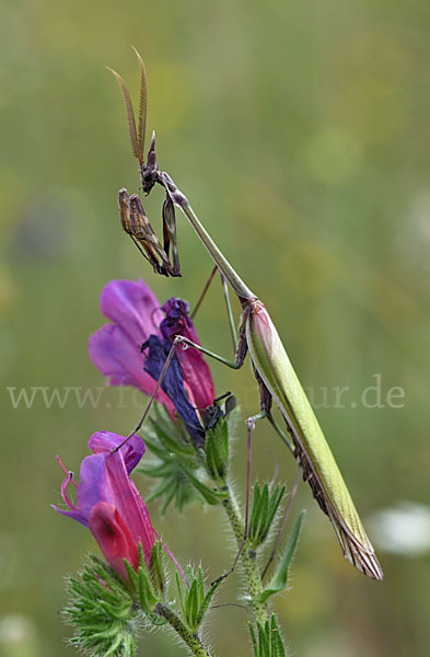 Gottesanbeterin spec. (Empusa pennata)