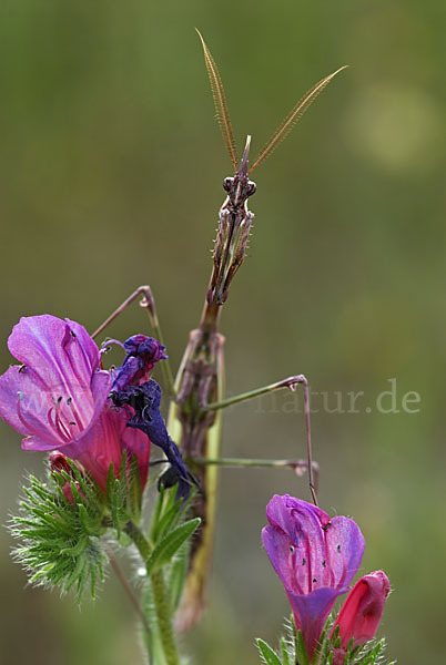 Gottesanbeterin spec. (Empusa pennata)