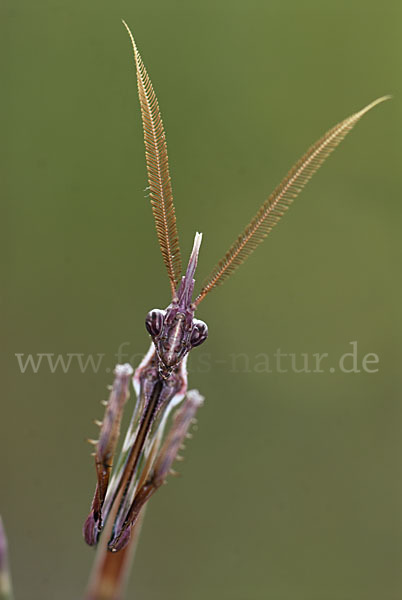 Gottesanbeterin spec. (Empusa pennata)