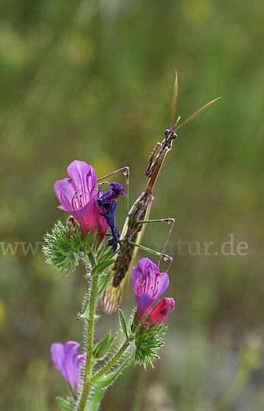 Gottesanbeterin spec. (Empusa pennata)